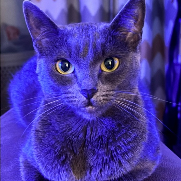 Meet your Posher, Jessica - Picture 1 of 1